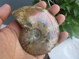 Rainbow Iridescent Ammonite