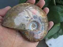 Rainbow Iridescent Ammonite