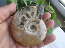 Ammonite from Madagascar - 269g