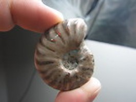 Rainbow Iridescent Ammonite 22 gms