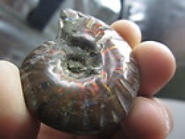 Rainbow Red Iridescent Ammonite 27 gms