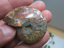 Rainbow Red Irisdescent Ammonite - 27 gms