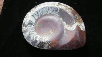 Ammonite Carved and Polished - Morocco