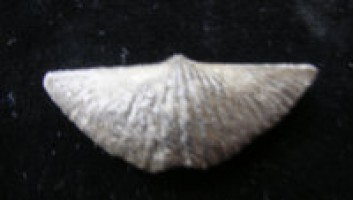 Brachiopod - Mucrospirifer mucronatus