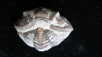 Trilobite - Flexa cala meeki - Ordovician