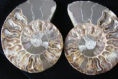 Ammonite Pair - Polished - Madagascar