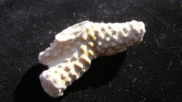 Bryozoan - Ordovician - Cincinnati Ohio - For Sale