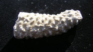 Bryozoan - Ordovician Fossil - Cincinnati, Ohio - For Sale