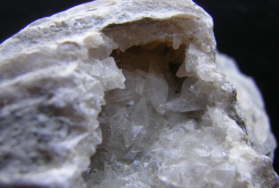 Ponderosa Brachiopod with Dogtooth Calcite - Cincinnati, Ohio - For Sale