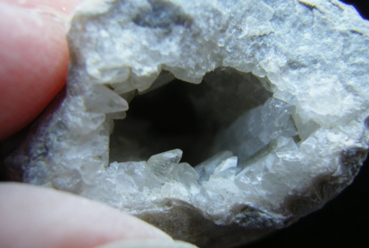 Ponderosa Brachiopod with Dogtooth Calcite - For Sale
