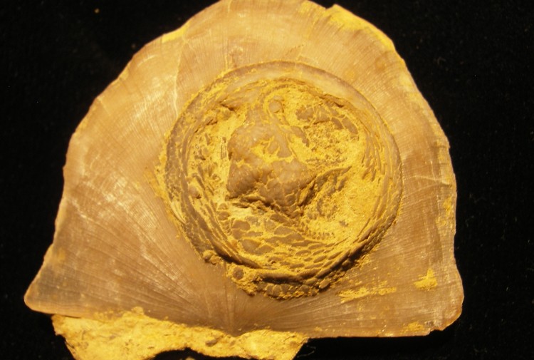 Edrioasteroid Isorophus cincinnatiensis