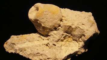 Crinoid Calyx - Eucalyptocrinites - Waldron, Indiana - For Sale