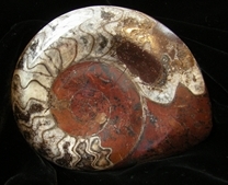 Ammonite Fossil Dish