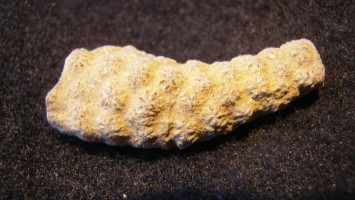Constellaria Florida Star Bryozoa - Ordovician - Cincinnati, Ohio - For Sale
