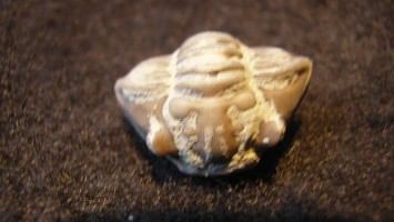 Flexicalymene meeki Trilobite - Ordovician - Cincinnati, Ohio - For Sale