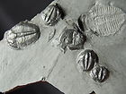 Cambrian Trilobites - Utah- For Sale