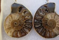 Ammonite Jewelry - Earrings - Madagascar