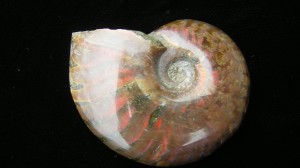 Iridescent Ammonite - Madagascar - For Sale