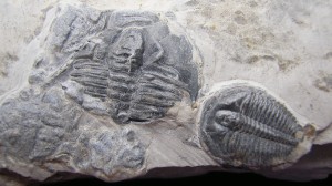 Cambrian Trilobites - Utah - For Sale