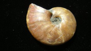 Small Iridescent Ammonite - Madagascar - For Sale
