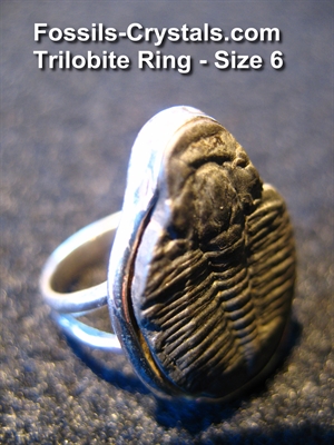 Trilobite Ring - Sterling Silver - Size 6 For Sale