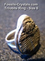 Trilobite Ring - Sterling Silver - Size 6 - For Sale