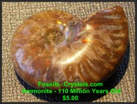 Iridescent Ammonite - Madagascar - 110 Million Years Old - For Sale