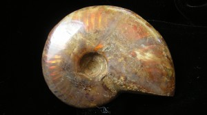 Iridescent Ammonite For Sale- Fossils-Crystals.com