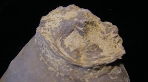 Edrioasteroid- Cincinnati, Ohio - For Sale - Fossils-Crystals.com