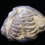 Trilobite - Cincinnati, Ohio- For Sale - Fossils-Crystals.com