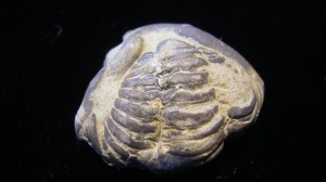Trilobite - Cincinnati, Ohio- For Sale - Fossils-Crystals.com