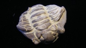 Trilobite - Flexicalymene meeki - Cincinnati, Ohio - For Sale - Fossils-Crystals.com