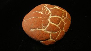 Michigan Septarian - For Sale - Fossils-Crystals.com