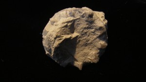 Crinoid Calyx - Waldron Indiana For Sale - Fossils-Crystals.com