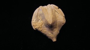 Blastoid - Southern Indiana - For Sale - Fossils-Crystals.com